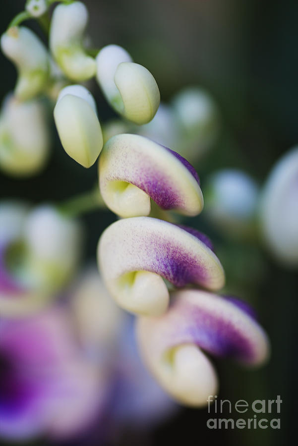 Side Of Corkscrew Flowers Photograph by Joy Watson