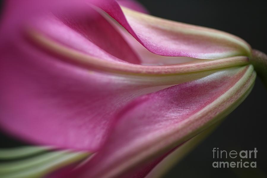 Side Of Pink Lily Photograph by Joy Watson