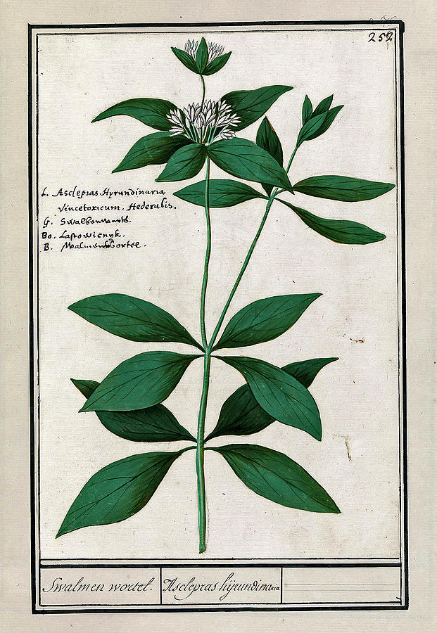 Side Plant Asclepias Syriaca Anselmus Boetius De Boodt 1596 1610 Painting