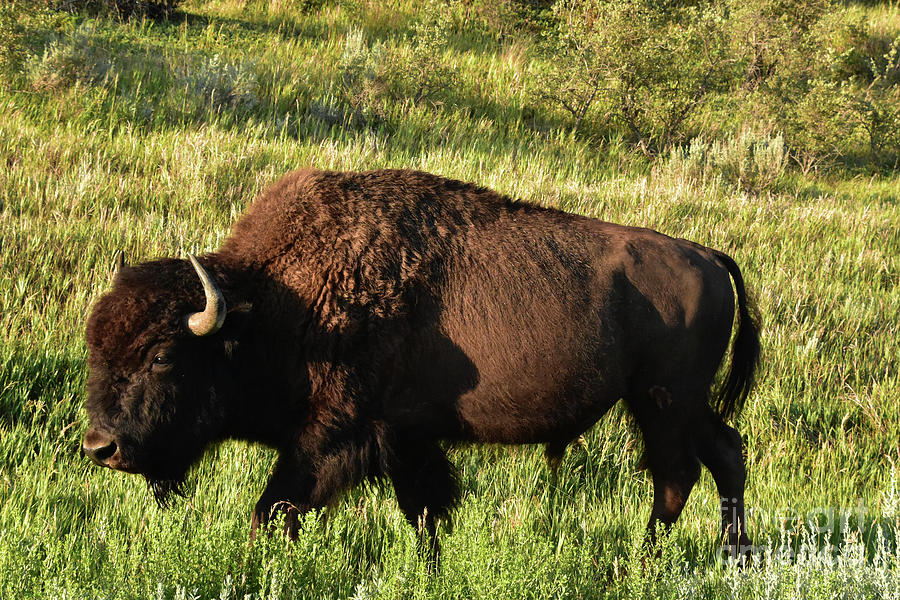 Side Profile of a Bison Walking Through a Field Photograph by DejaVu ...