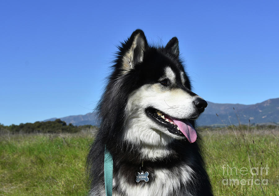 Side Profile of a Black and White Husky Dog Photograph by DejaVu