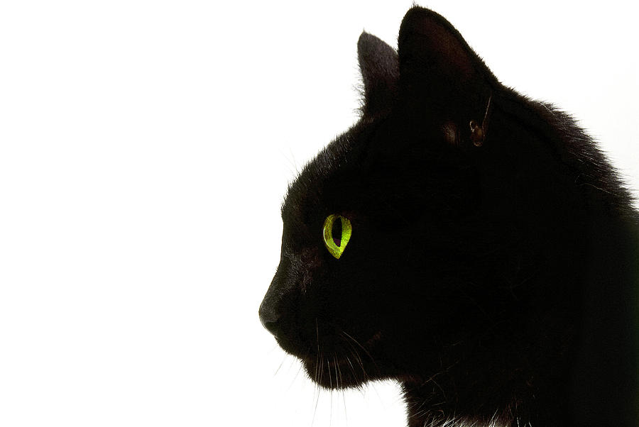Side Profile Of A Black Cat Photograph by George Doyle