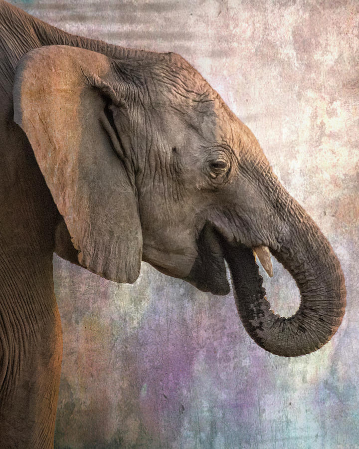Side Profile of a Young Elephant Photograph by Belinda Greb