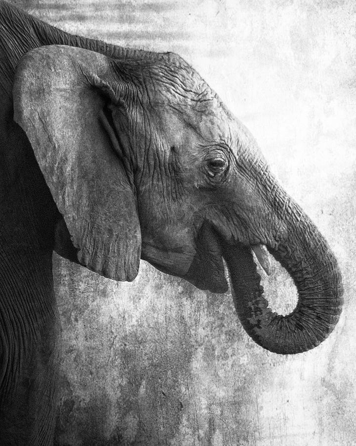Side Profile of a Young Elephant bw Photograph by Belinda Greb