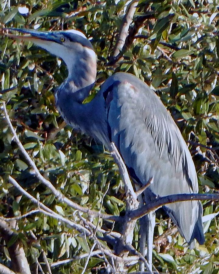 Side Shot Bird Photograph by Andrew Lawrence - Pixels