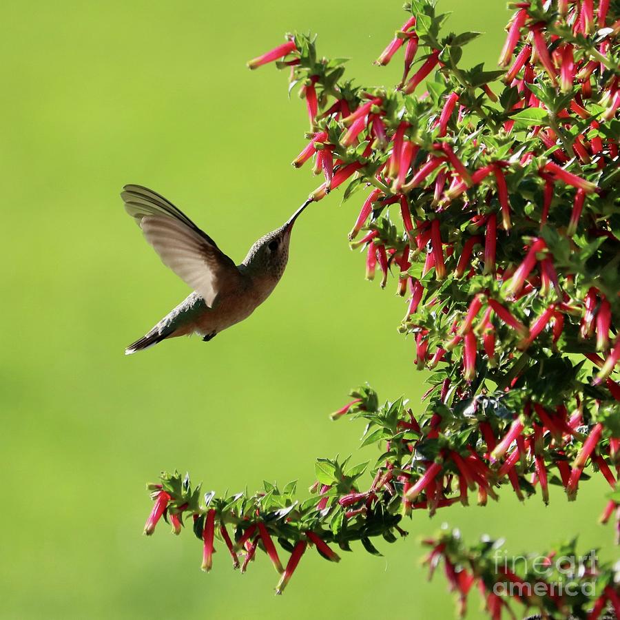 Side Sip Hummingbird Square Photograph by Carol Groenen