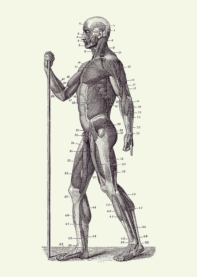 Side View - Human Muscle System - Anatomy Poster 2 Drawing by Vintage Anatomy Prints