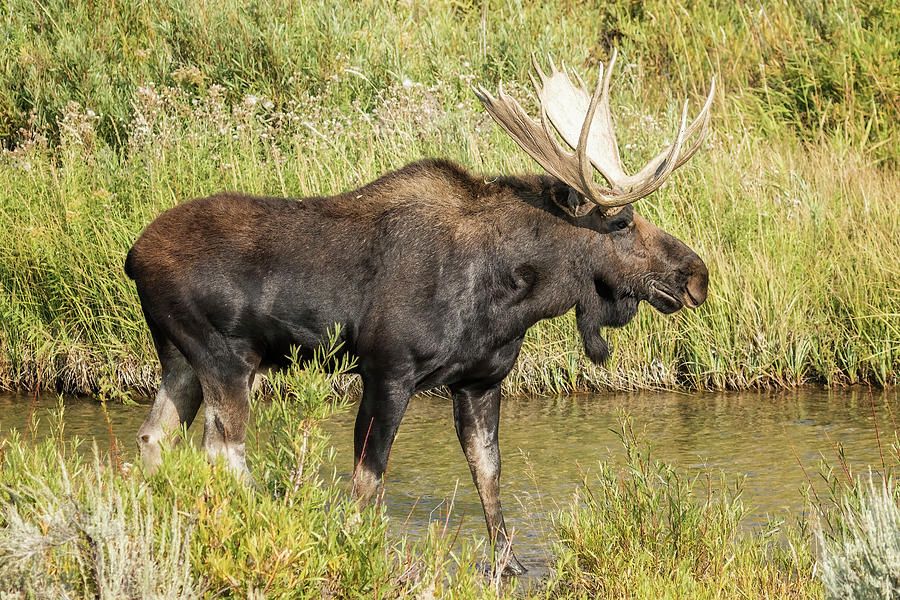 Side View of a Bull Moose Photograph by Belinda Greb