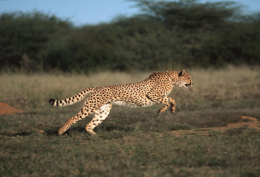 Side View Of A Cheetah, - Acinonyx Jubatus, Running. - Can Run Up To Speeds Of Up - To 120 Km/hr. Photograph by Martin Harvey