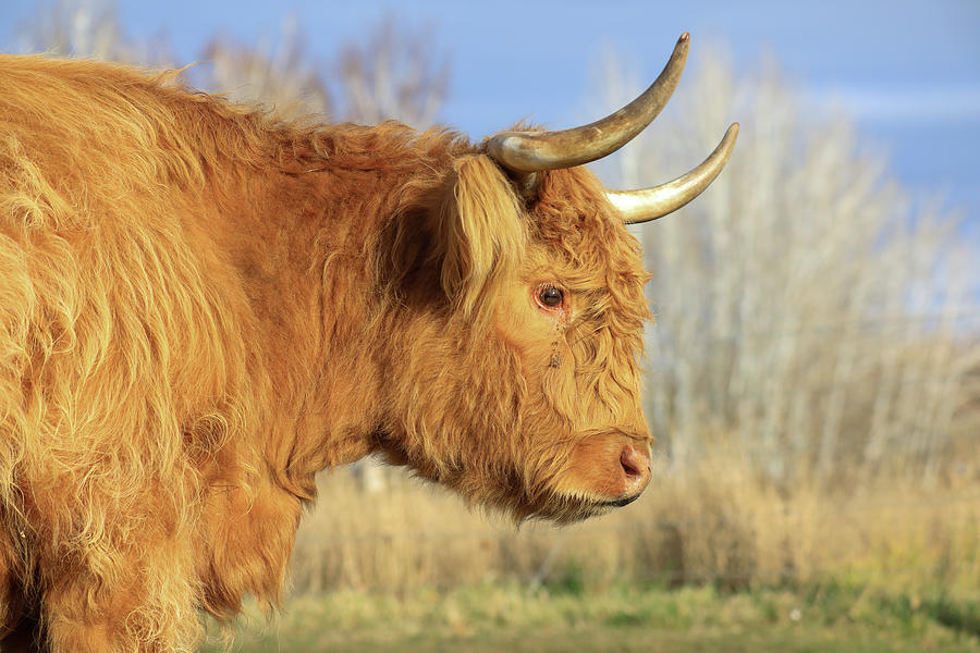 Side View Of A Coo Photograph