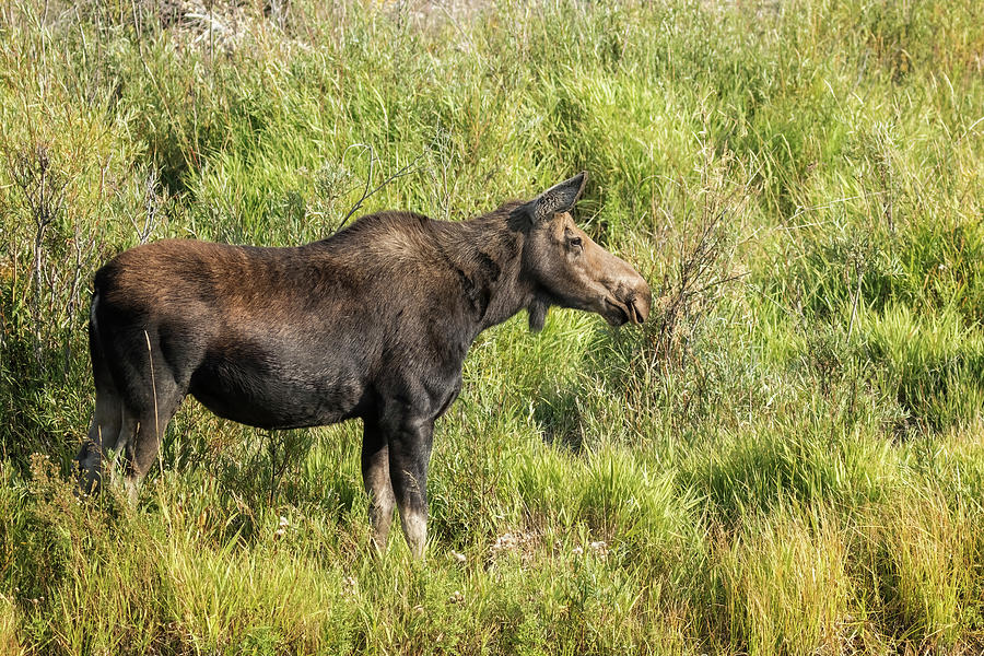 Side View of a Cow Moose Photograph by Belinda Greb
