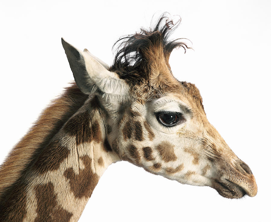 Side View of a Giraffes Head Photograph by Digital Zoo