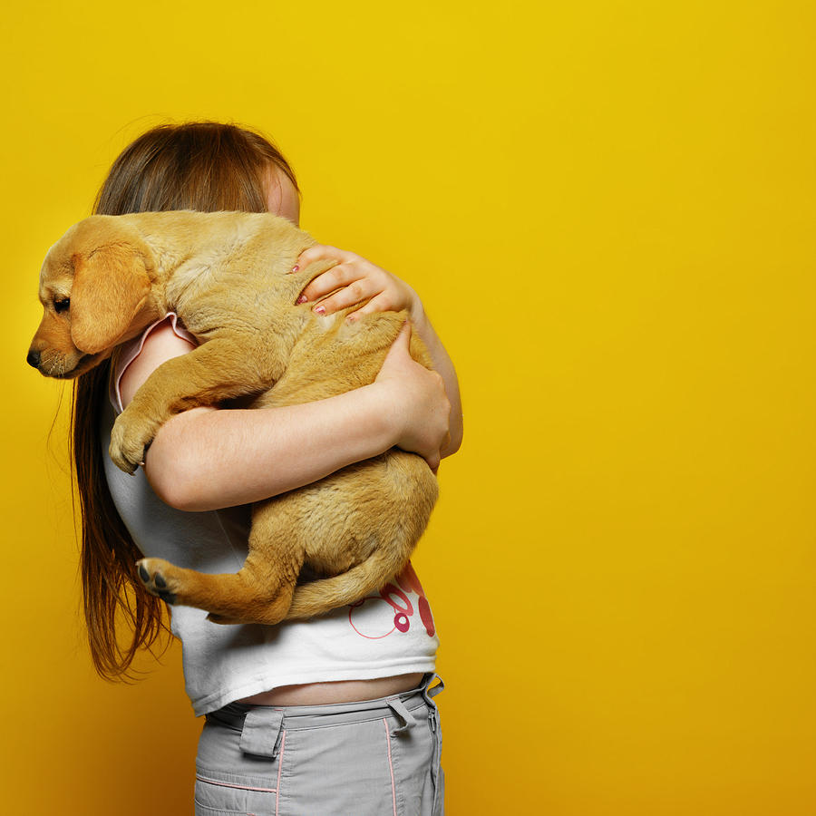 side view of a girl (6-7) holding a Labrador puppy Photograph by Ciaran Griffin
