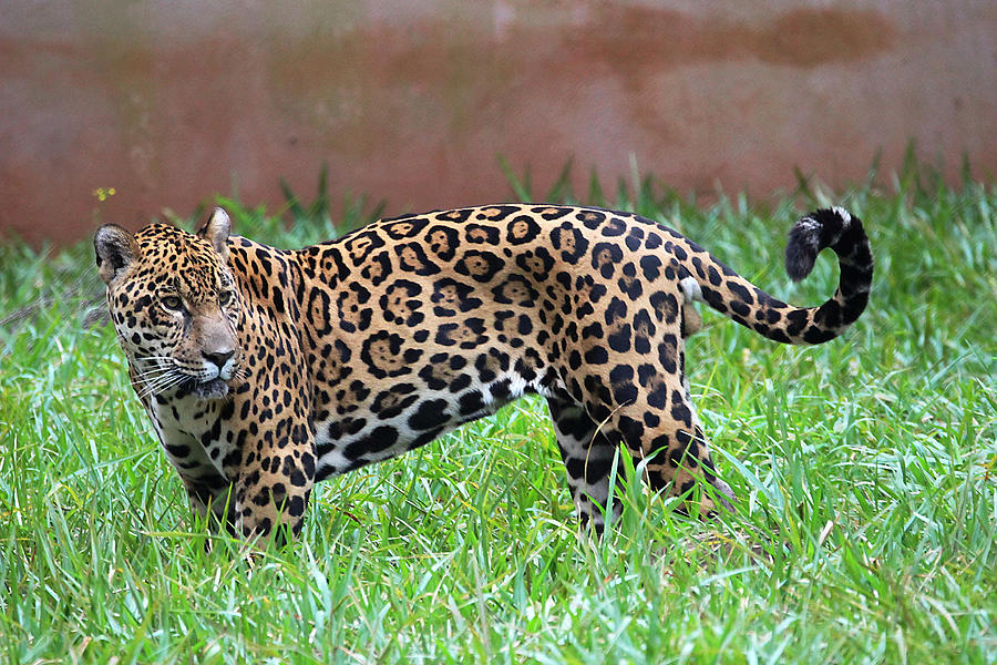 Side view of a Jaguar standing in the grass, Foz do Iguaçu, Paraná State, Brazil Photograph by Philippe Debled