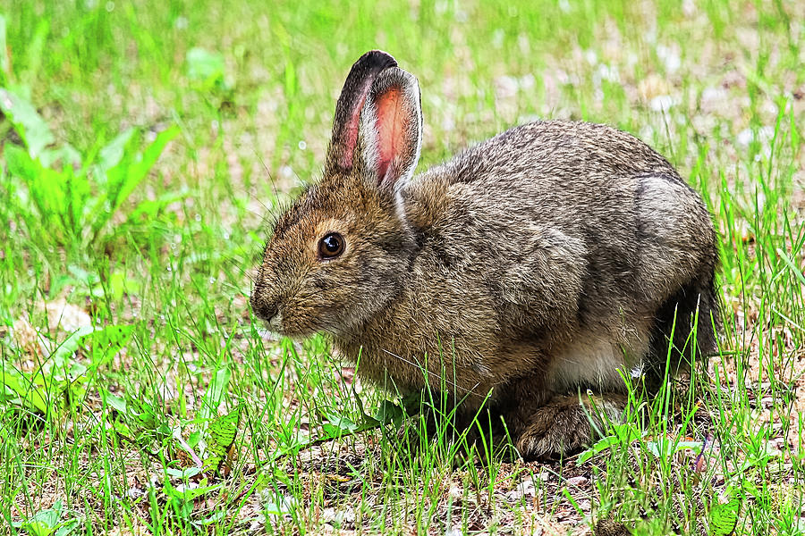 Side view of a snowshoe hair in the grass Photograph by Amelia Martin ...