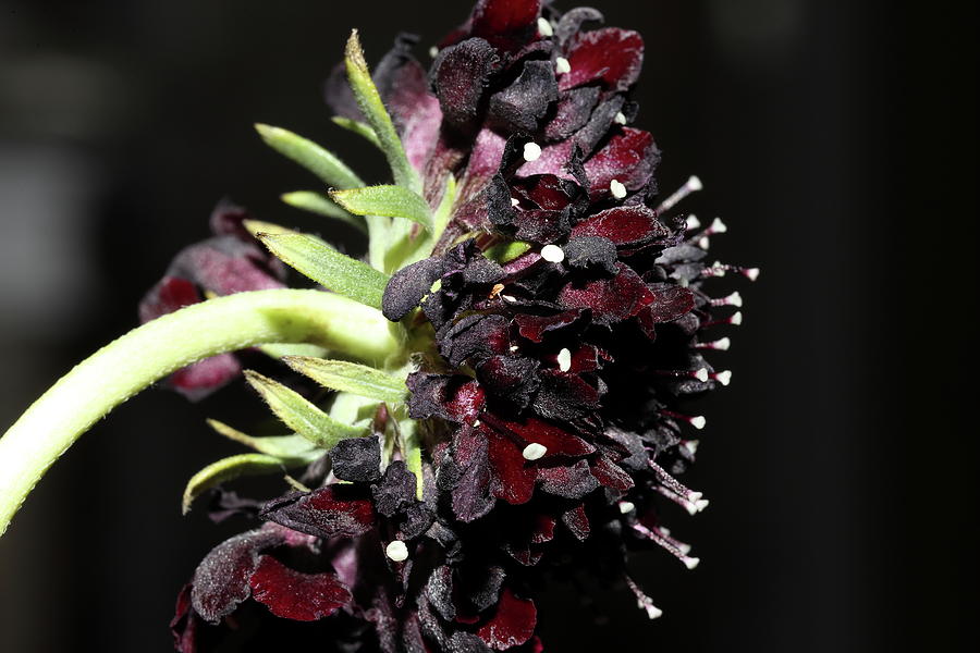 Side view of Black Knight Scabiosa Photograph by Mingming Jiang