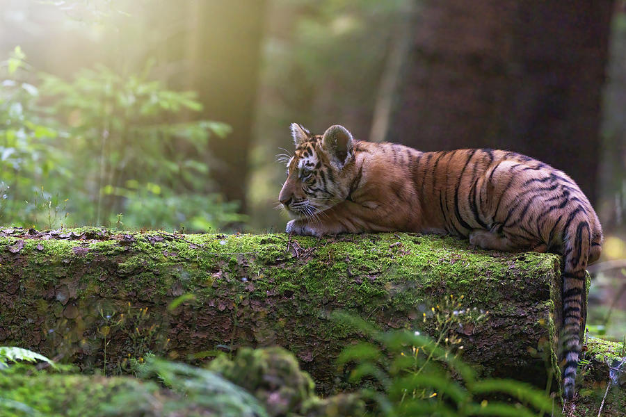 Side view of cute Bengal tiger cub lying on an old tree Photograph by ...