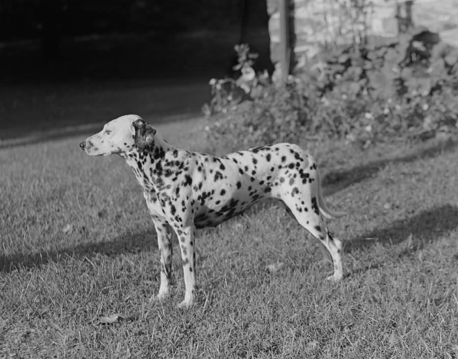 Side view of Dalmatian dog in garden Photograph by George Marks
