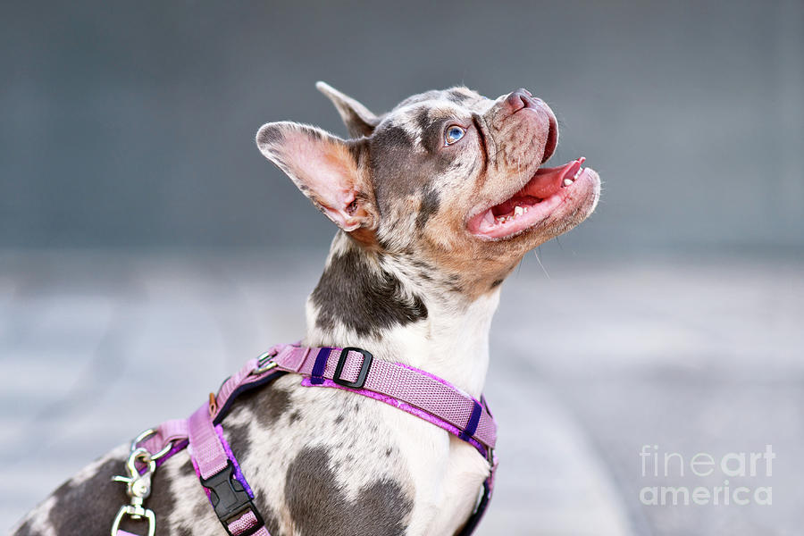 Side view of merle tan French Bulldog dog with long nose Photograph by ...