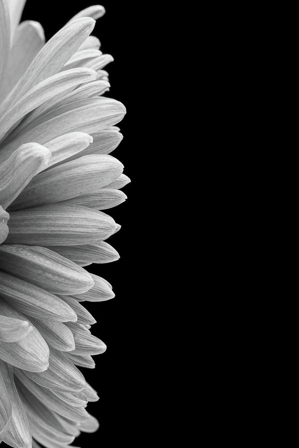 Side View of Mum petals Photograph by David Ilzhoefer - Fine Art America