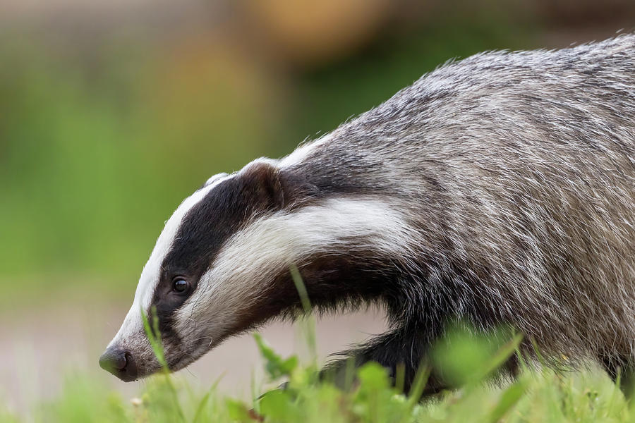 Side view of walking European Badger in the forest closeup Photograph ...