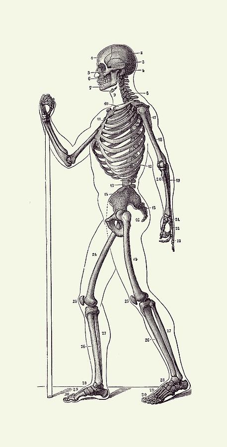 Side View Skeletal Diagram - Vintage Anatomy Poster 2 Drawing by Vintage Anatomy Prints