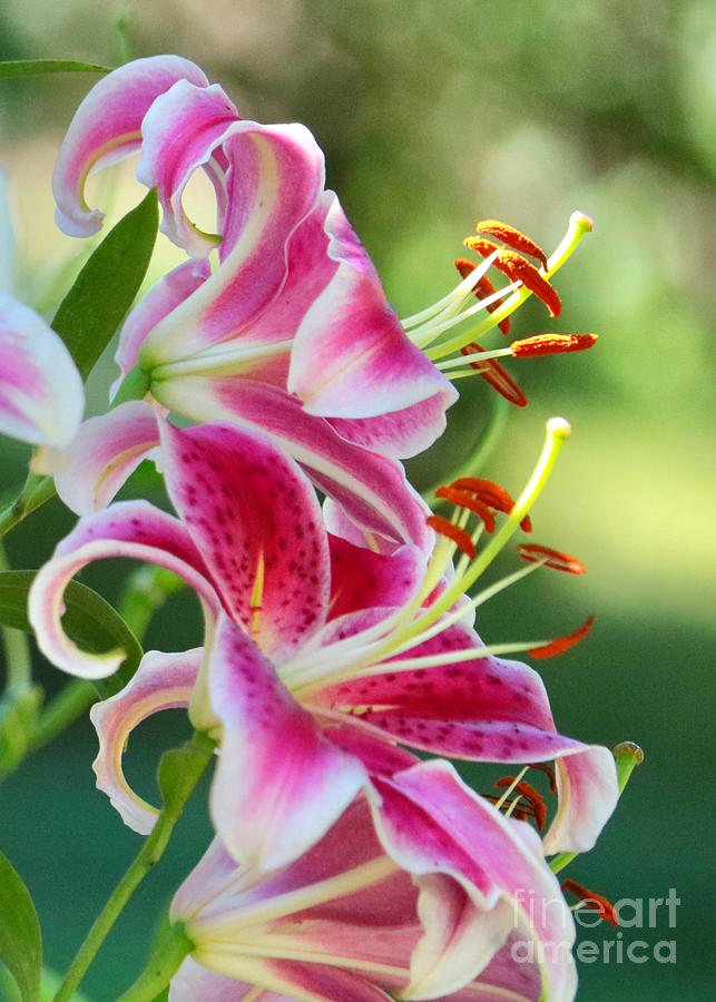 Stargazer lilly pictures