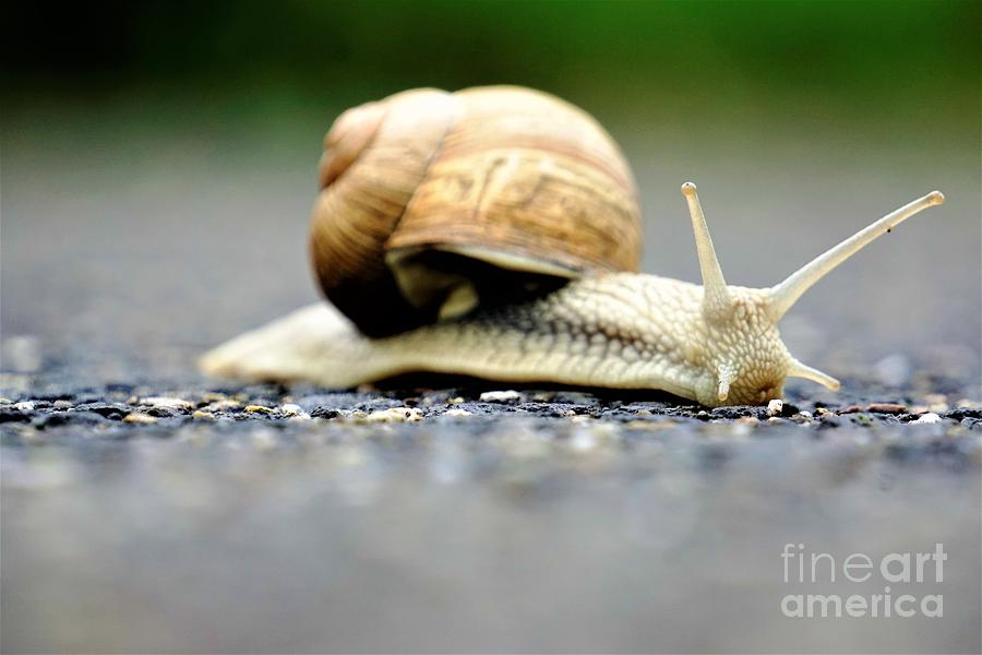 Side View Up Of Europaean Vineyard Snail Photograph
