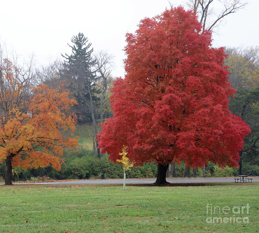 Sidecut Park Fall Color 4910 Photograph by Jack Schultz