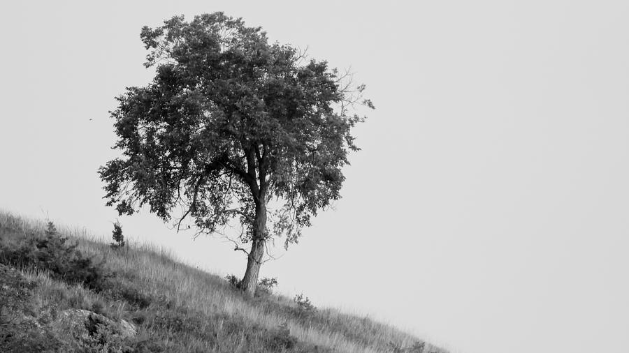 Sidehill Tree Photograph by Amanda R Wright