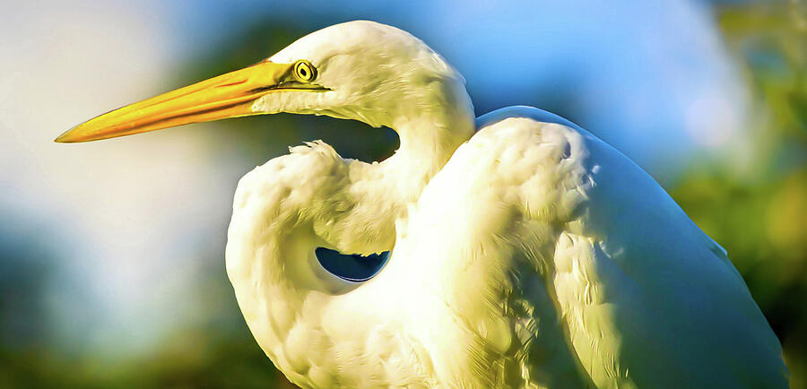 Egret Photograph - Sideview of a Great Egret. by Trever Barker