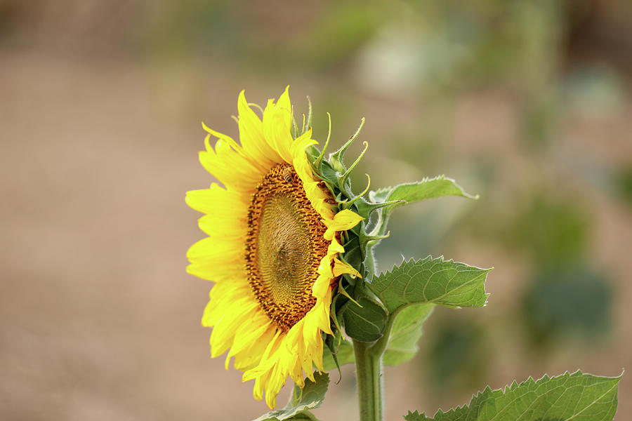 Sideview Of A Sunflower Photograph