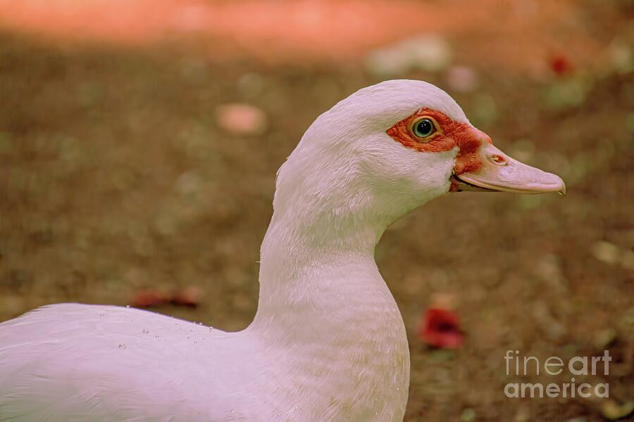 Duck Photograph - Sideview of Duck by HG Photo