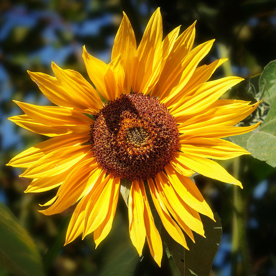 Sidewalk Sunflower Photograph by Mike Mcquade - Fine Art America