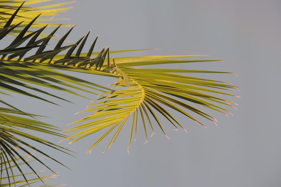 Sideways Frond Photograph by Bill Tomsa