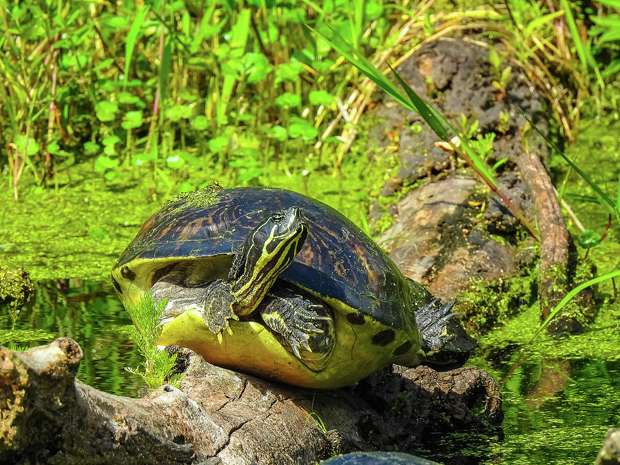 Sideways Turtle Photograph by Suzanne Torres Tankersley - Fine Art America