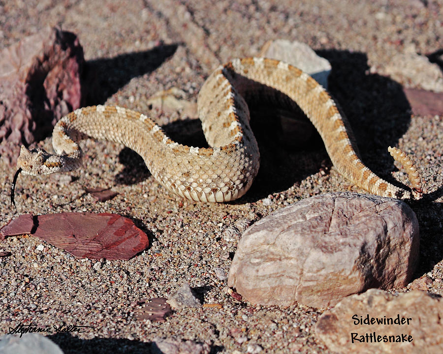 Sidewinder Rattlesnake Photograph by Stephanie Salter