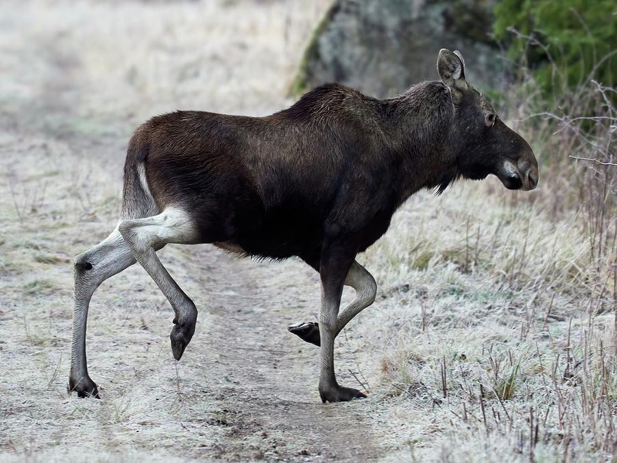 Sideways. Elk Photograph by Jouko Lehto