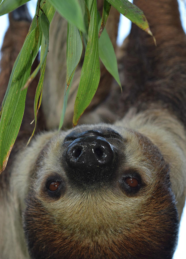 Sidone the sloth Photograph by Gareth Parkes
