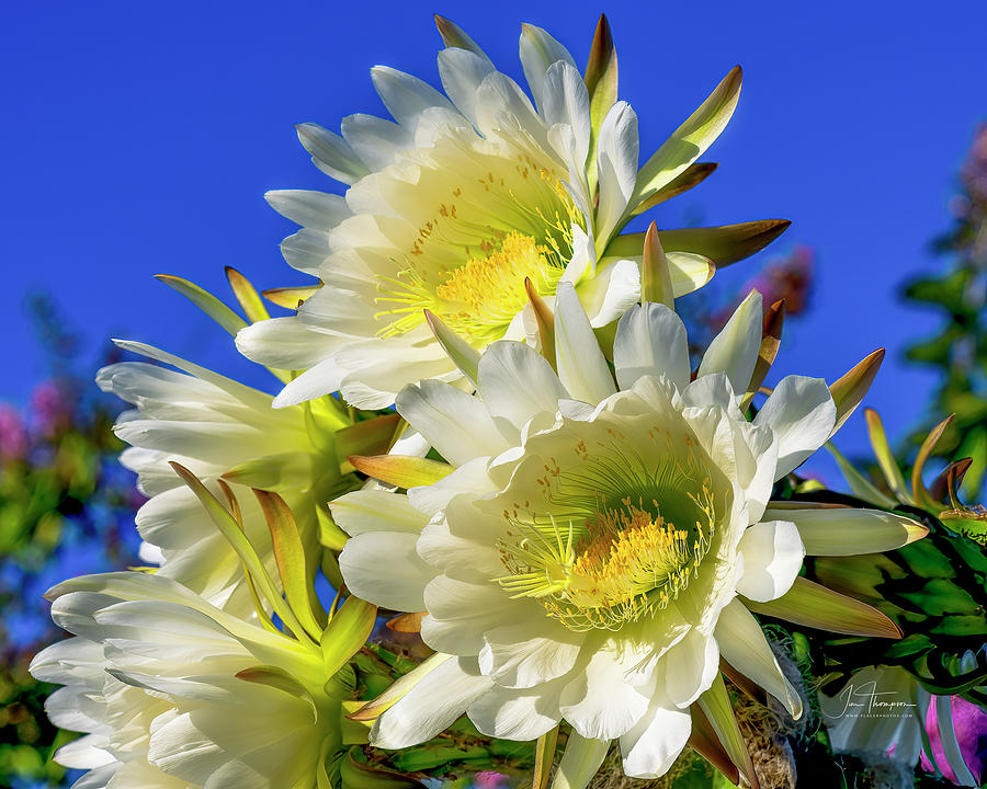 Flower Photograph - Sienta Cactus Flowers by Jim Thompson