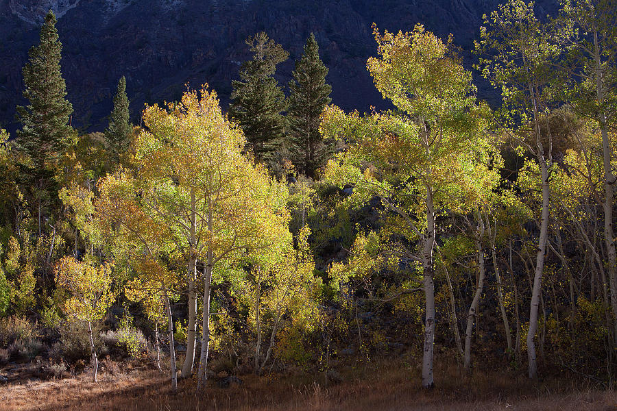 Sierra Aspens And Pines In Autumn Photograph
