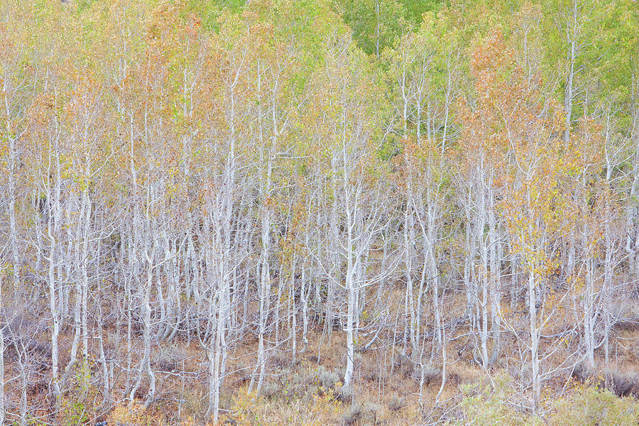 Sierra Aspens in Autumn Photograph by Ram Vasudev