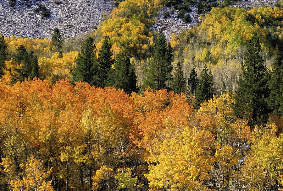 Eastern Sierra Color Photograph by John Farley