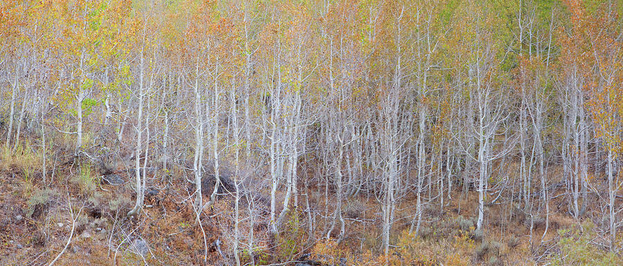 Sierra Autumn Panorama Photograph by Ram Vasudev