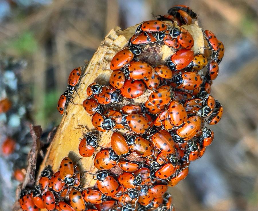 Sierra Bugs Photograph by Steph Gabler