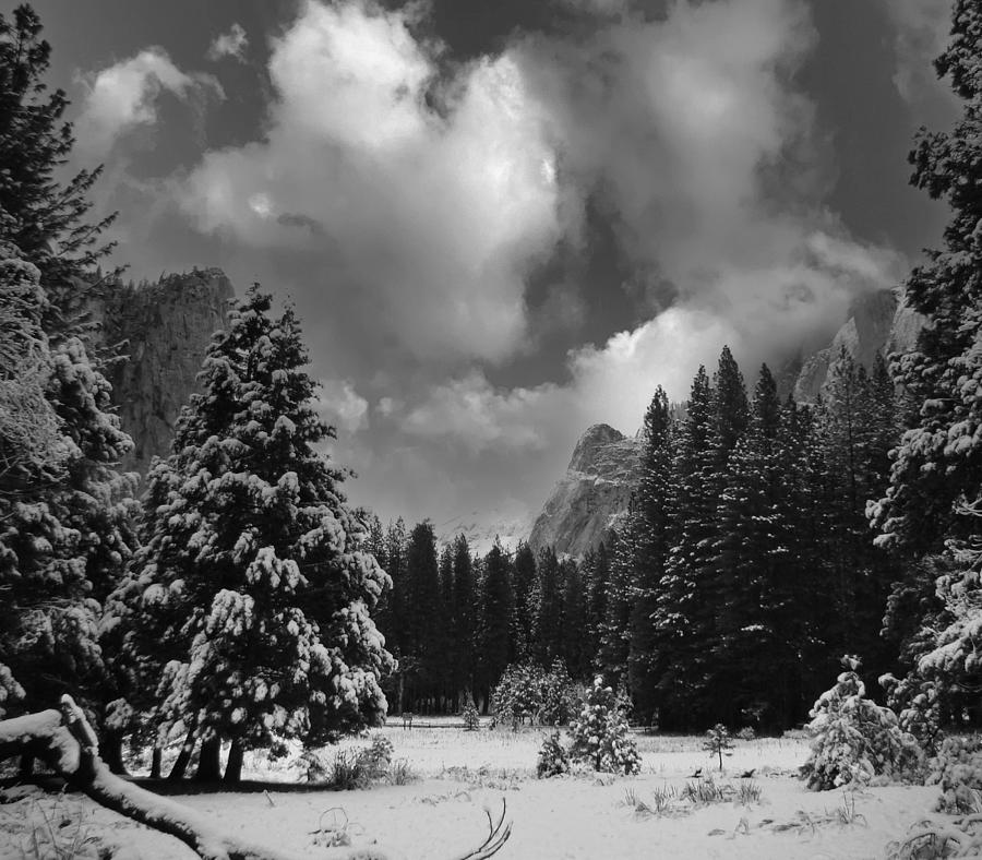 SIERRA FOREST - WINTER 2023 - Black and white Photograph by Walter Fahmy