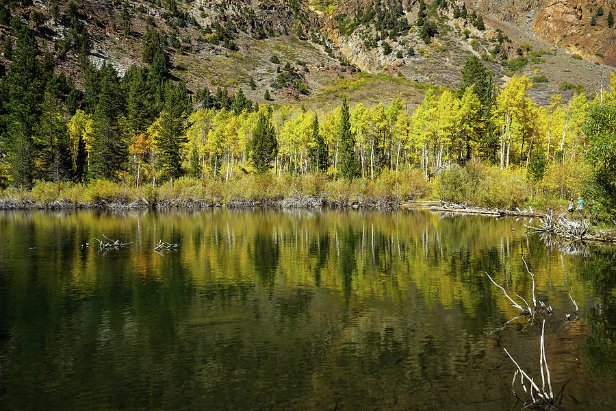 Sierra Gold 4 Photograph by Eugene Resh Fine Art America