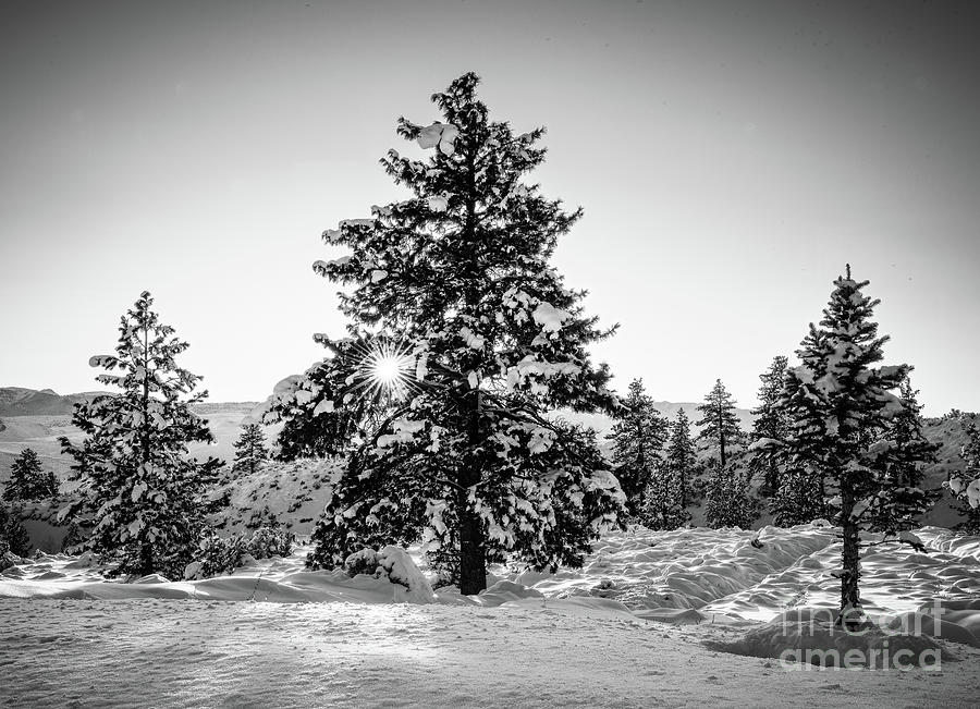 Sierra Nevada Winter Sunrise B and W Photograph by Ron Long Ltd Photography