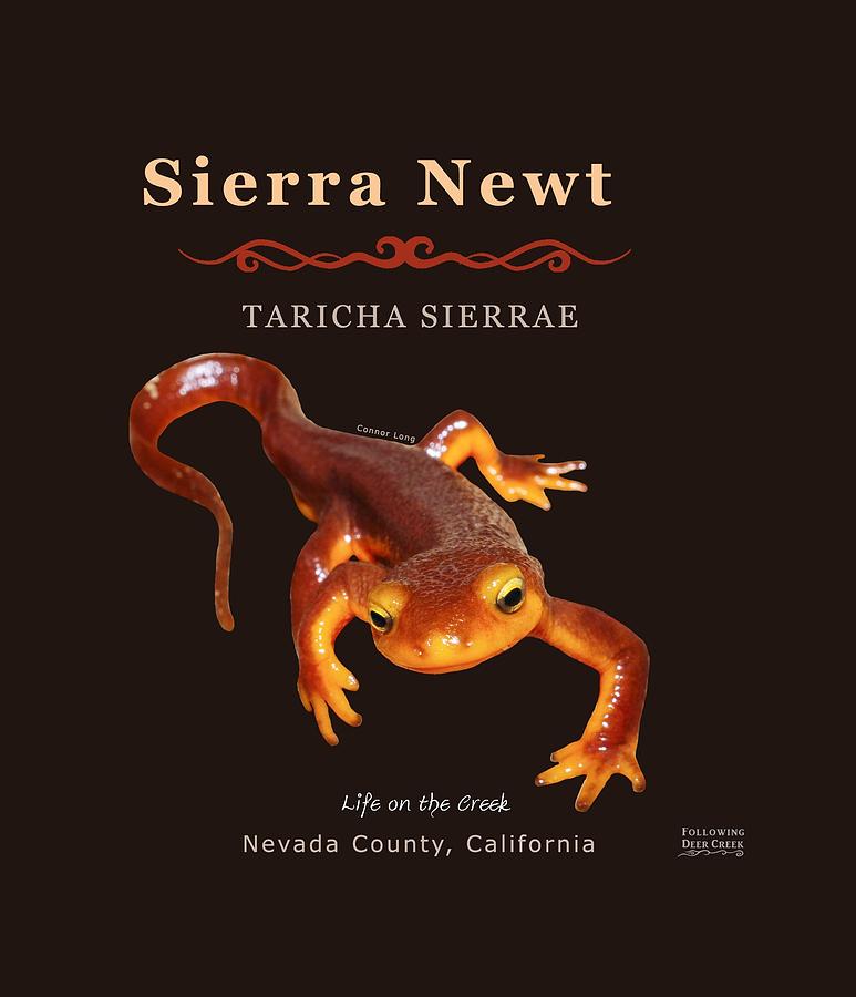 Sierra Newt Taricha Sierrae Digital Art by Lisa Redfern