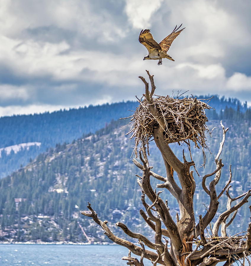 Sierra Osprey Photograph by Martin Gollery